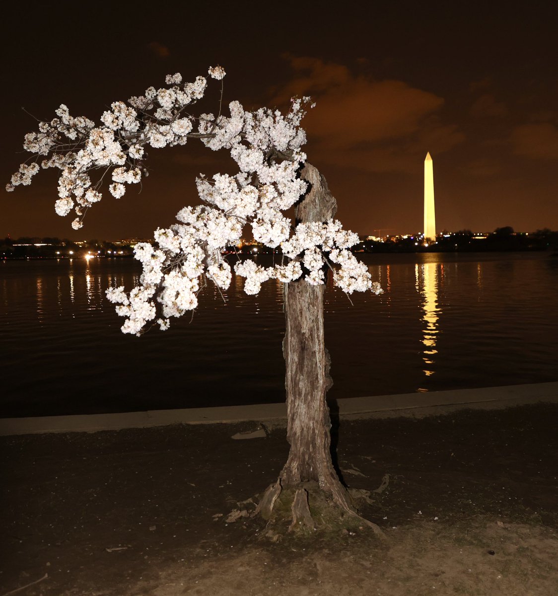 With so many photos of the Cherry Blossoms in DC, one that I  haven’t gotten before on Peak Night and the most famous “Stumpy” that still hangs on after the Derecho in 2012 almost killed it. #CherryBlossoms #cherryblossomdc #cherryblossomfestival #tidalbasin #thephotohour… https://t.co/FfOoGgouY0 https://t.co/QzZCxX5ecJ