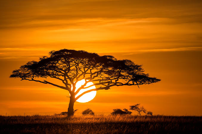 Good morning from The Serengeti 🌄