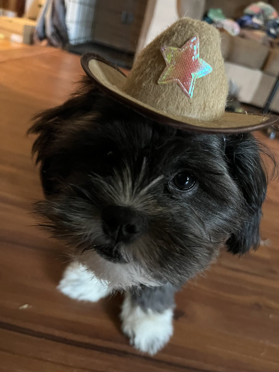 friepickul's tweet photo. happy national puppy day to my kids :’) https://t.co/0UDP5tYuCv