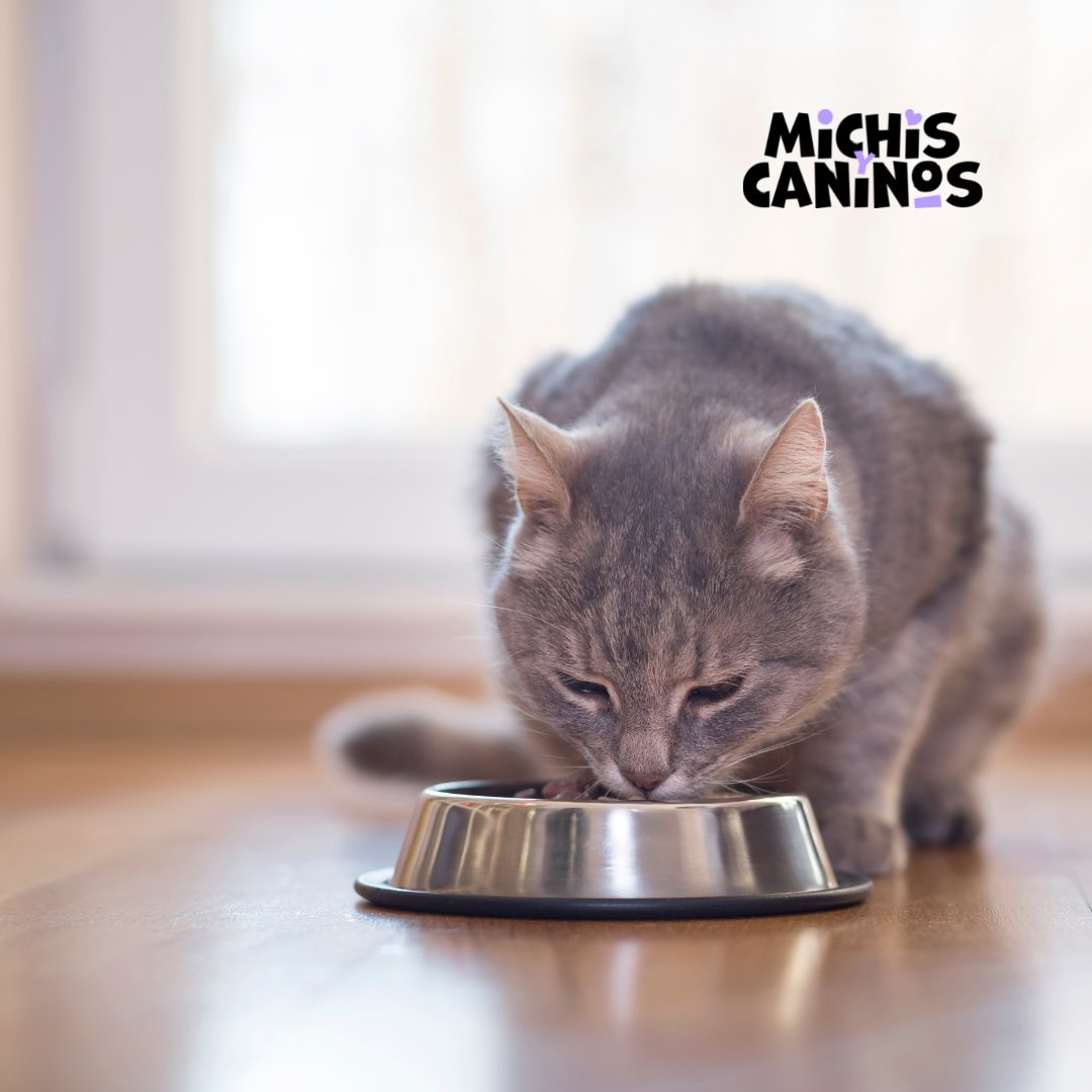 Michisycaninos's tweet photo. 🐱🍗¿Sabías que? ¡Los gatos necesitan una dieta rica en proteínas para prosperar! Los alimentos ricos en proteínas animales como la taurina y la arginina son esenciales para su salud. 👍 #cathealth #nutritionalneeds #petcare https://t.co/zQHMW9QOOK
