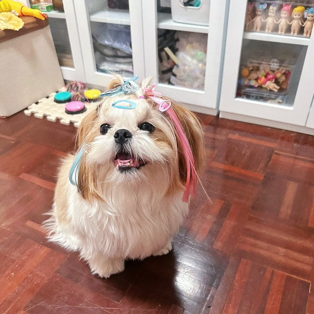 GM 🌞 from Botan The Little Mermaid 🎀🐶🐬💦

#BotanTheShihtzu