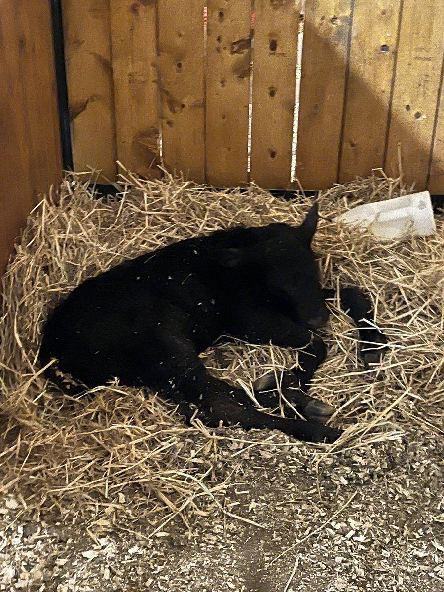 N_Neubauer's tweet photo. Milk does a body good. When you go from “can’t get right”, to this after a shot of colostrum, you know it’s good stuff! #firstdrink https://t.co/CGUu8HYMzP