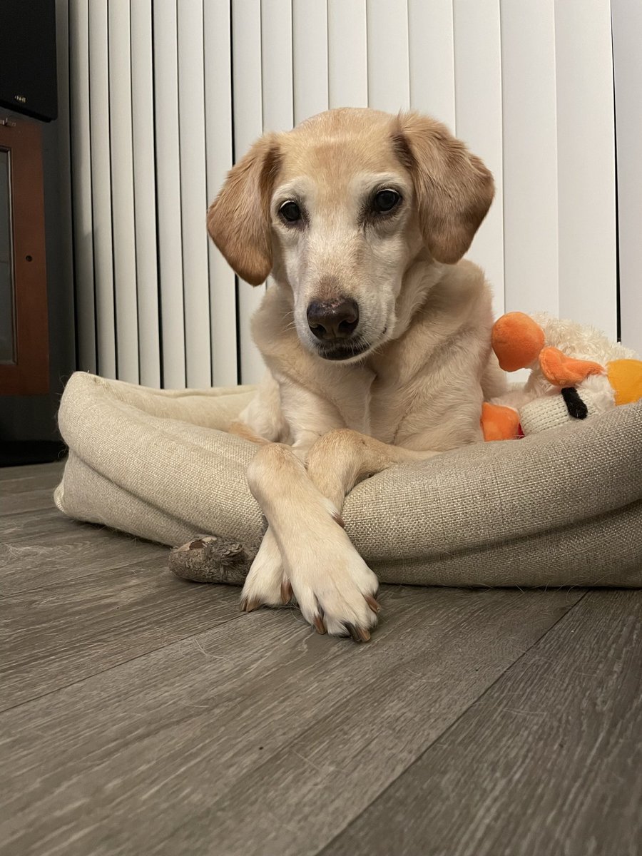 Nick_918's tweet photo. @dog_rates My lil princess https://t.co/8urC9whdN4