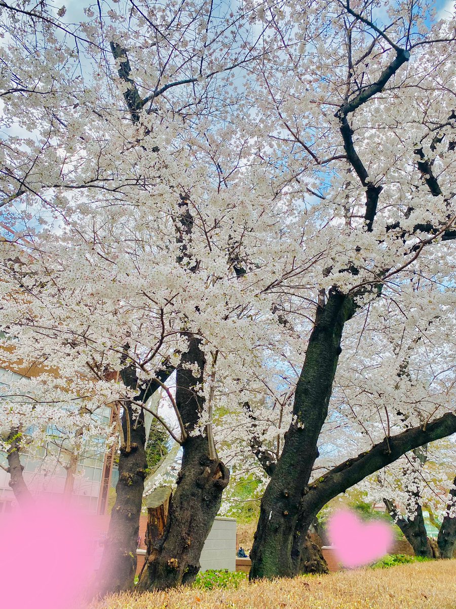 桜さいてる🌸

きれい〜(*´꒳`*)
今日はぽかぽかだね、夕方から雨みたいだからきをつけてね！