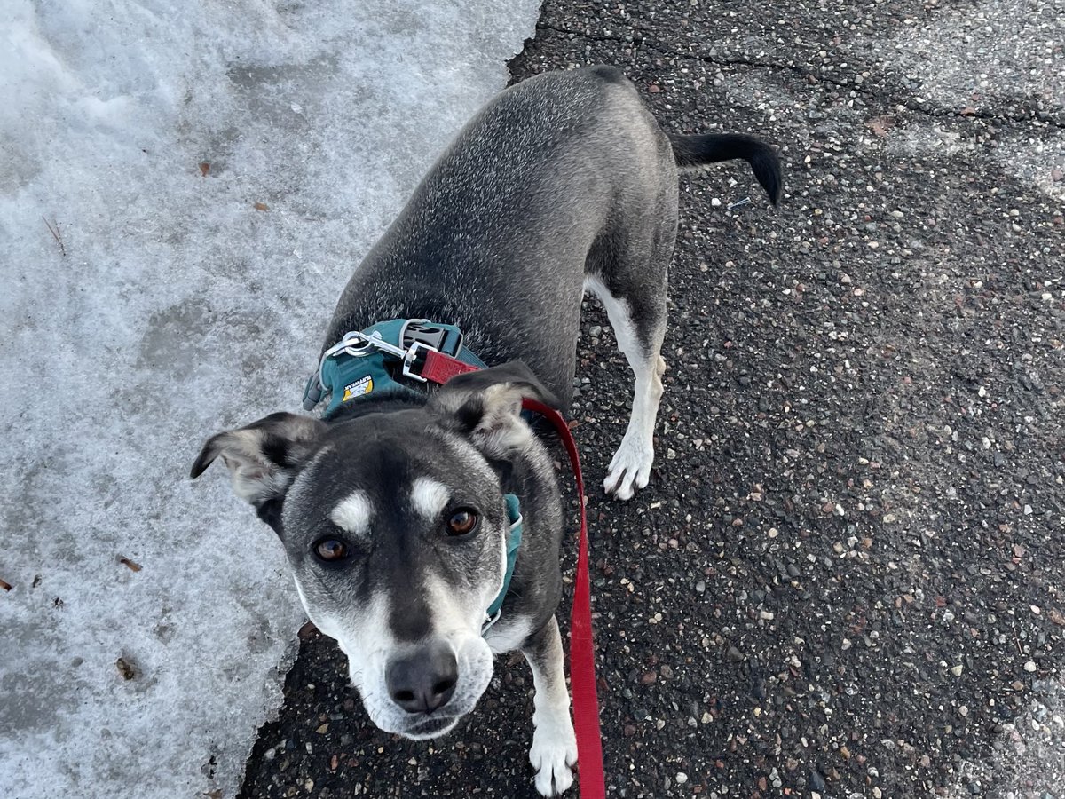 Before the day is over I should wish Mavis a happy #NationalPuppyDay !