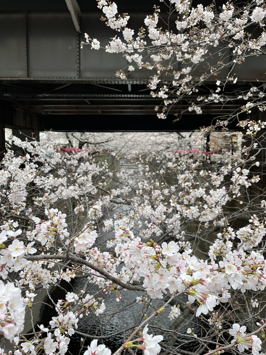 bird_playing's tweet photo. 中目黒の桜は満開です。

#桜 
#サクラ
#さくら 
#中目黒 https://t.co/IGAhLO256l
