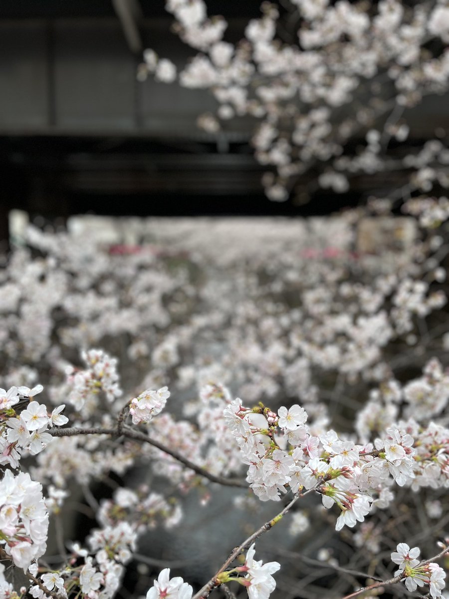bird_playing's tweet photo. 中目黒の桜は満開です。

#桜 
#サクラ
#さくら 
#中目黒 https://t.co/IGAhLO256l