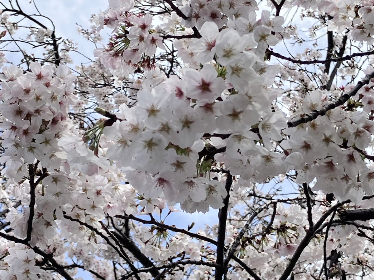 AideaNews's tweet photo. こんにちは。
朝から暖かいなと思ったら、初夏のような気候ですね。道行く人の中には半そでの方もチラホラ。この陽気で桜も一気に開きましたね！🌸
お花見、長く楽しめるといいですよね。
今週末は明日の午後がチャンスのようですよ。
#LoCoNe　#昼のあいさつ https://t.co/IWNhamJTKY
