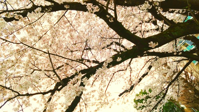 お〜〜〜
お花見したいねぇ 