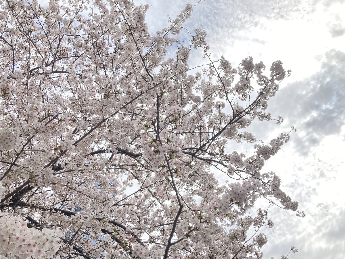 「お仕事で近くに寄ったので目黒川の桜を拝んできました束の間の晴れ間がうれしい 」|ナナイロペリカンのイラスト