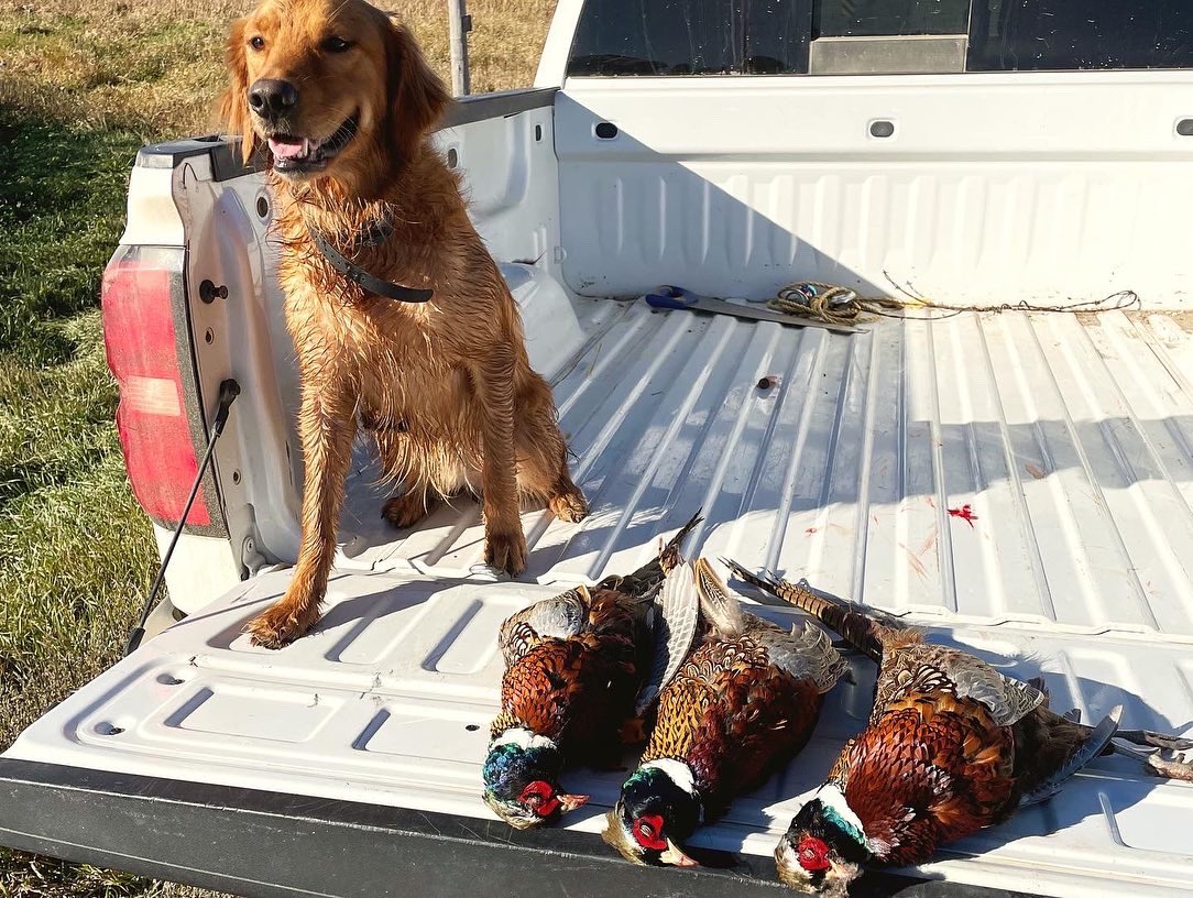 s_schweers58's tweet photo. Natty pup day https://t.co/VbeJTUaIu8
