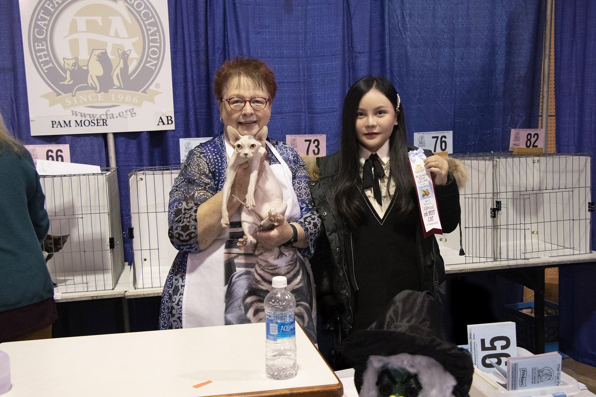 MissMermaid_Cat's tweet photo. CFA cat show | OR Eugene Mar.18-19,2023
Dada won himself an unlimited supply of canned cat food this time (I rewarded it,lol).😘
#cfacatshow #sphynx #missmermaid https://t.co/NTgxy6ln2Y