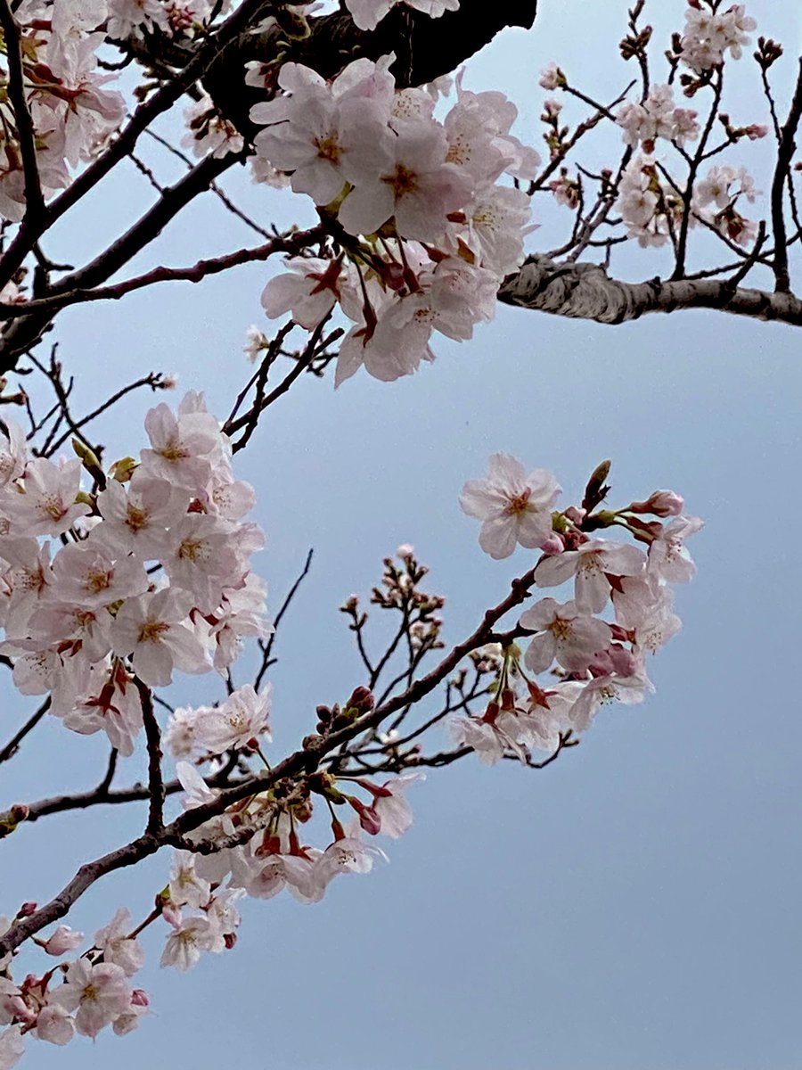 「桜咲き始めてる 」|ぽんた@次は超閃華のイラスト