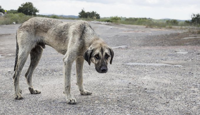 guardiacivil's tweet photo. Se acerca #SemanaSanta

¿Te acompañará🐶🐈🐢🦖? https://t.co/mMe956cUTQ