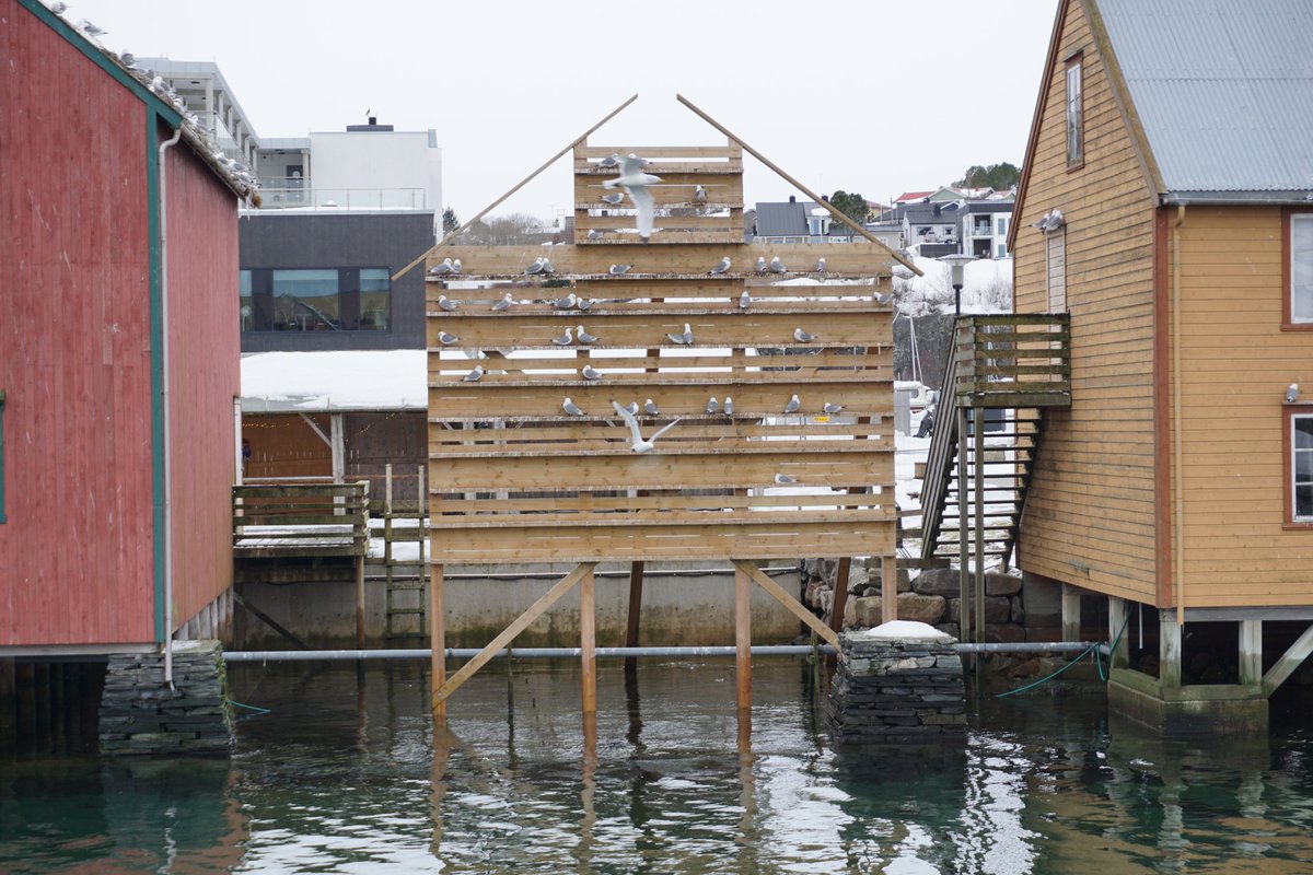 Signe Christensen-Dalsgaard (@signe_dalsgaard) on Twitter photo Still winter in Norway, but #kittiwakes are moving into our artificial nesting structure in Rørvik 🥰.
The structure was made by Nærøysund municipality, to compensate for deterrence of kittiwakes in other parts of the town.
<a href="/NinaDehnhard/">Nina Dehnhard</a>, @bksandercock <a href="/NINAforskning/">NINA naturforskning</a> Still winter in Norway, but #kittiwakes are moving into our artificial nesting structure in Rørvik 🥰.
The structure was made by Nærøysund municipality, to compensate for deterrence of kittiwakes in other parts of the town.
<a href="/NinaDehnhard/">Nina Dehnhard</a>, @bksandercock <a href="/NINAforskning/">NINA naturforskning</a>