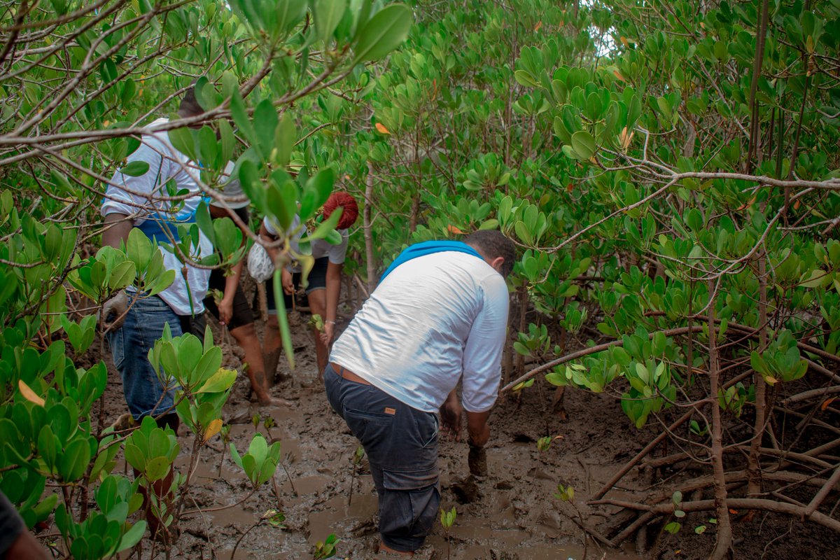 BandaRoberts's tweet photo. At GRO we Grow..we lead by example heal mother earth..lets capitaliz  on Carbon market it the big thing for economic stability in GROwing Countries #GROwithUs @KilifiCountyGov @UNEP @Environment_Ke @DannyGona @GideonMungaroM @HonMbetsa 
#ForestandHealth #GROwithUs https://t.co/SnkM7deMFx