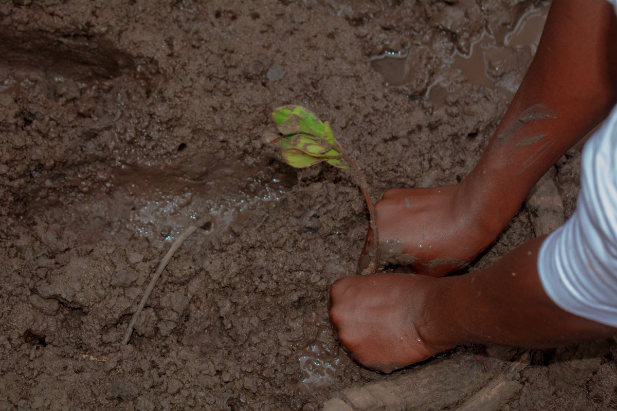 BandaRoberts's tweet photo. At GRO we Grow..we lead by example heal mother earth..lets capitaliz  on Carbon market it the big thing for economic stability in GROwing Countries #GROwithUs @KilifiCountyGov @UNEP @Environment_Ke @DannyGona @GideonMungaroM @HonMbetsa 
#ForestandHealth #GROwithUs https://t.co/SnkM7deMFx