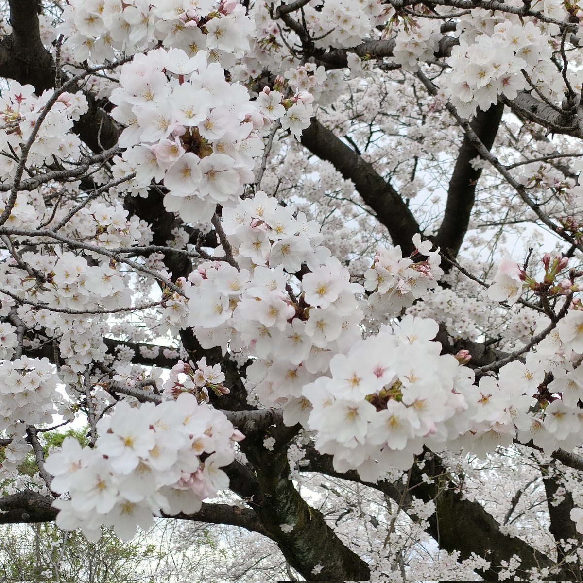 「こっちはまだ大丈夫と思ってた桜が思ってたより散り始めてたので慌てて花見してきた 」|雨月のイラスト