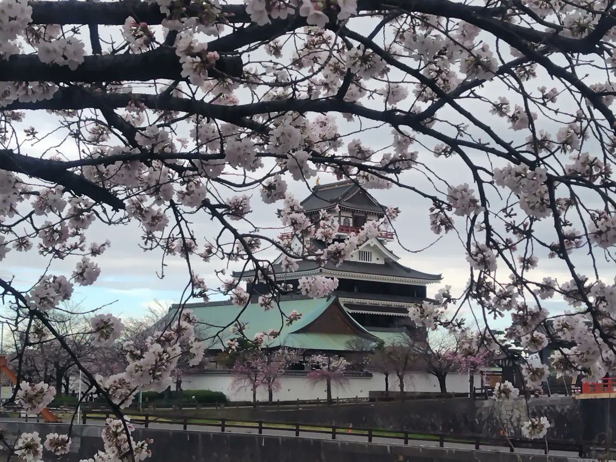 gonzo0318's tweet photo. #清洲城桜まつり https://t.co/D642snMSSY