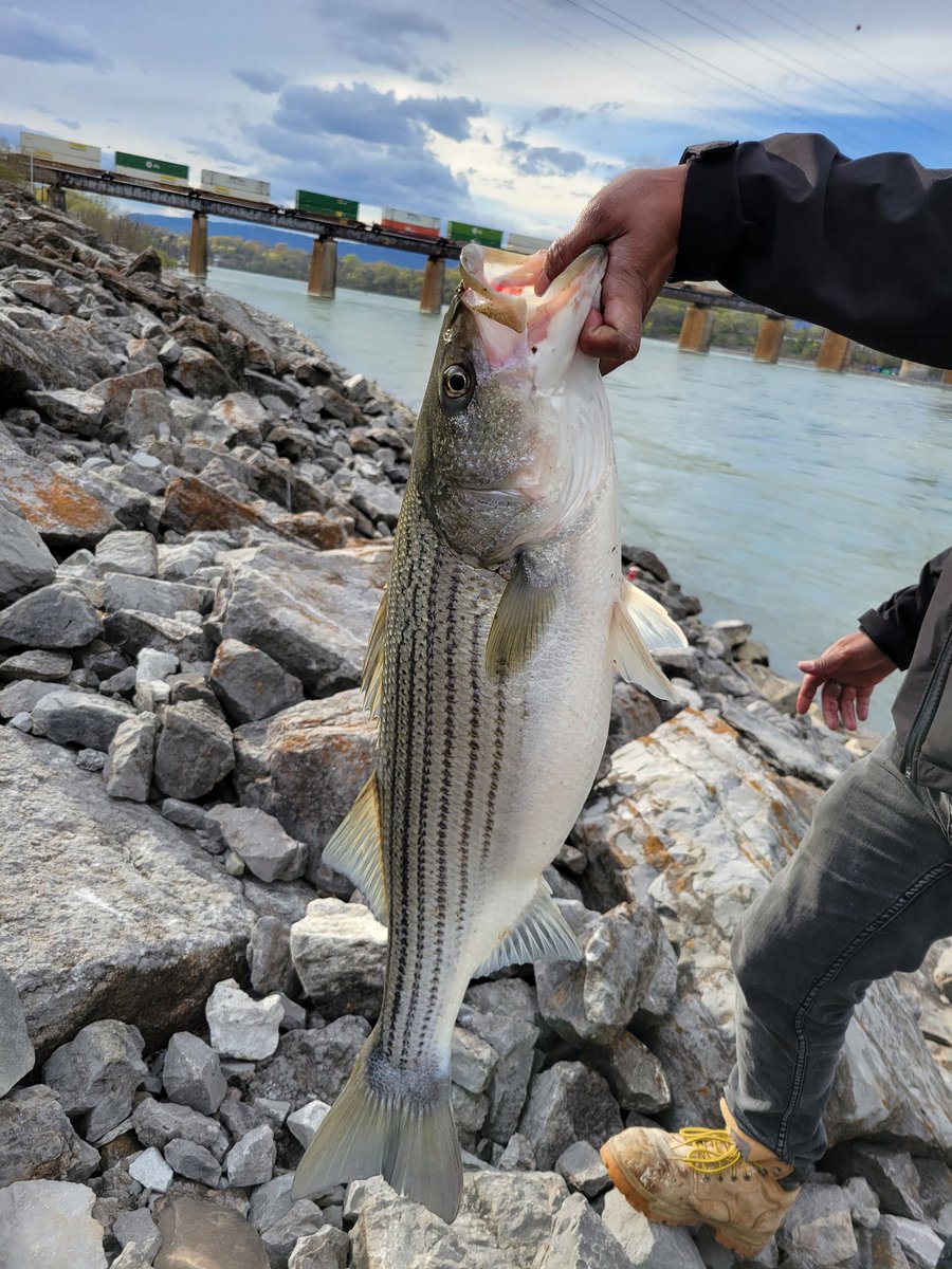 asp321's tweet image. I was standing by the Tennessee river in Chattanooga, a man caught this good sized striped bass!!!
Jaw Dropping!!
@Chattanooga_gov
#fishing #tennessee #chatanooga #River