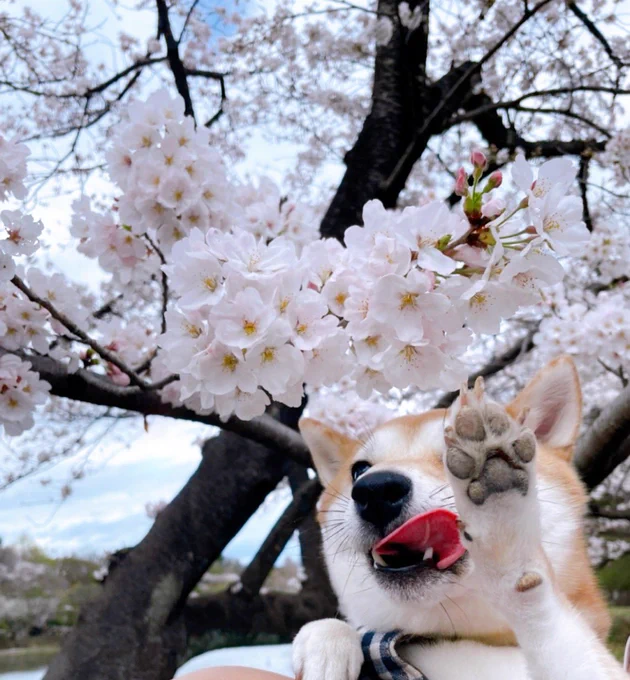 晴れてる今がチャンス〜〜桜見てきた 
