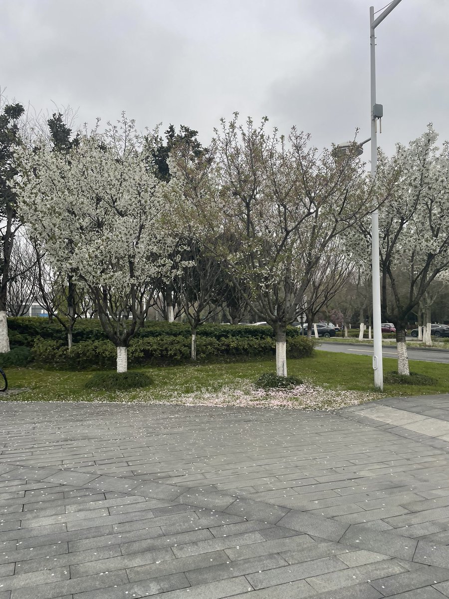 ohyeahzoya's tweet photo. why is spring in china so pretty https://t.co/zRrXA0I4fy