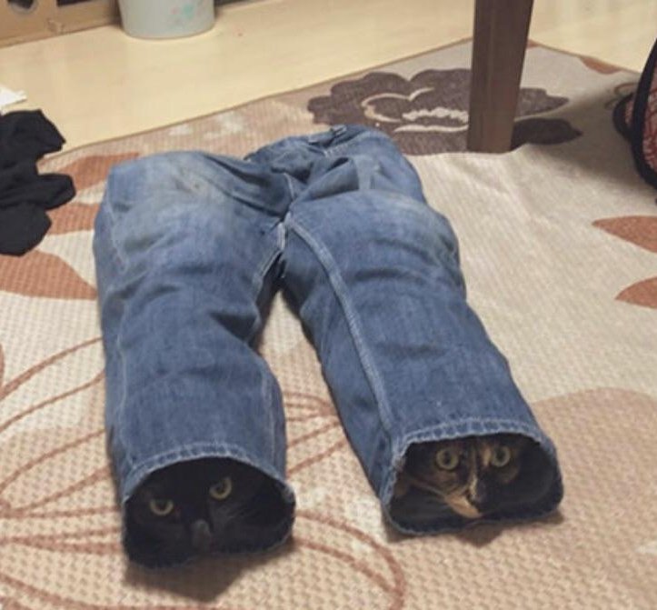 PunchingCat's tweet photo. https://t.co/jwHJ9hYxTx