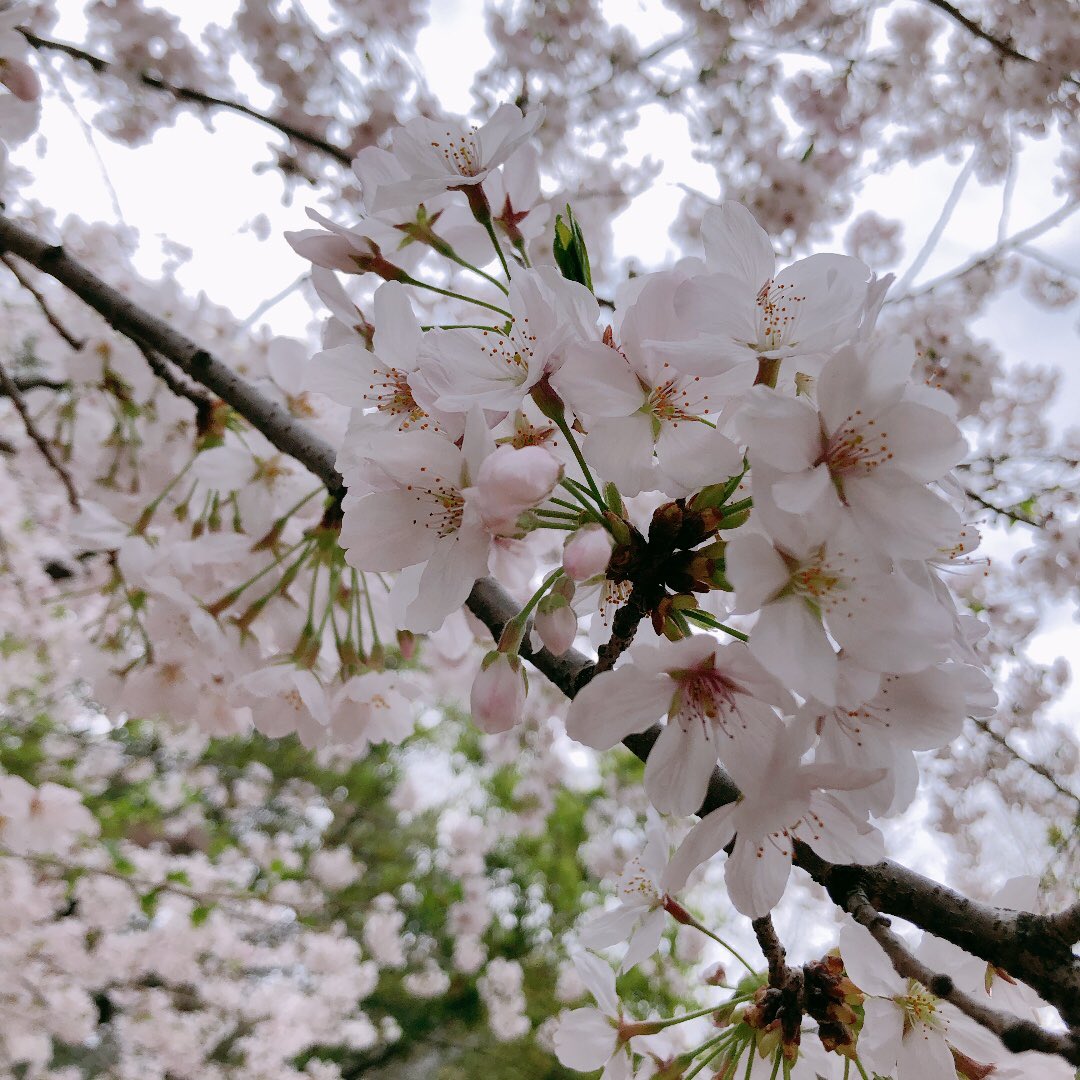 petit_nurse's tweet photo. 🌸第112回看護師国家試験🌸
合格基準
必修：40点以上／50点
一般・状況：152点以上／249点
合格率
90.8％（うち新卒95.5％）
おめでとうございます🥳㊗️
※出典：14:00に厚生労働省にて配布された報道機関向け資料 https://t.co/EQuhApkVzf