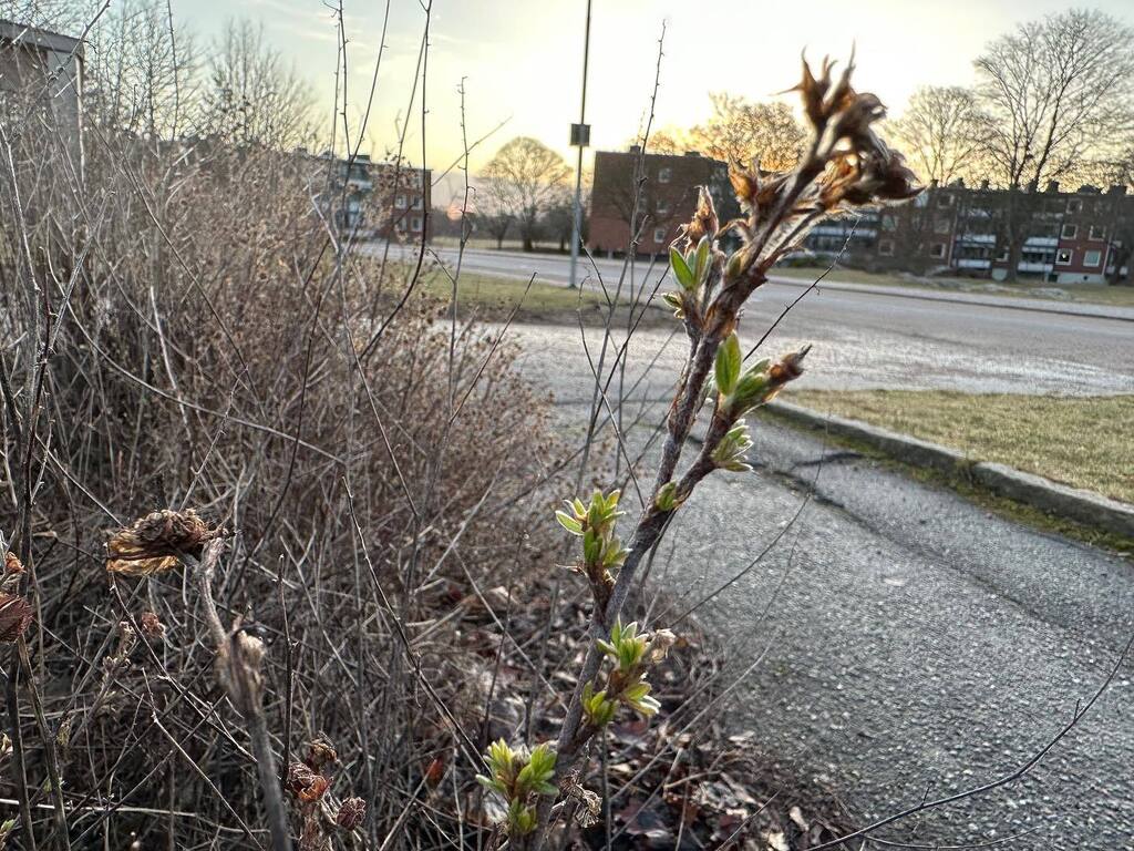 marlenebergman's tweet photo. More signs of spring #morning #morningwalk #walk #friday #march24 #winter #oxls #oxelösund #sweden #outdoors #exercise #springsigns #sunrise #buds https://t.co/xdAEEB4e9Y