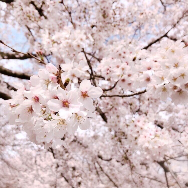 「朝散歩がてら桜見てきた!花びらが舞う桜並木を歩いて春を堪能しました暖かくて初夏の」|マトリ🐧のイラスト