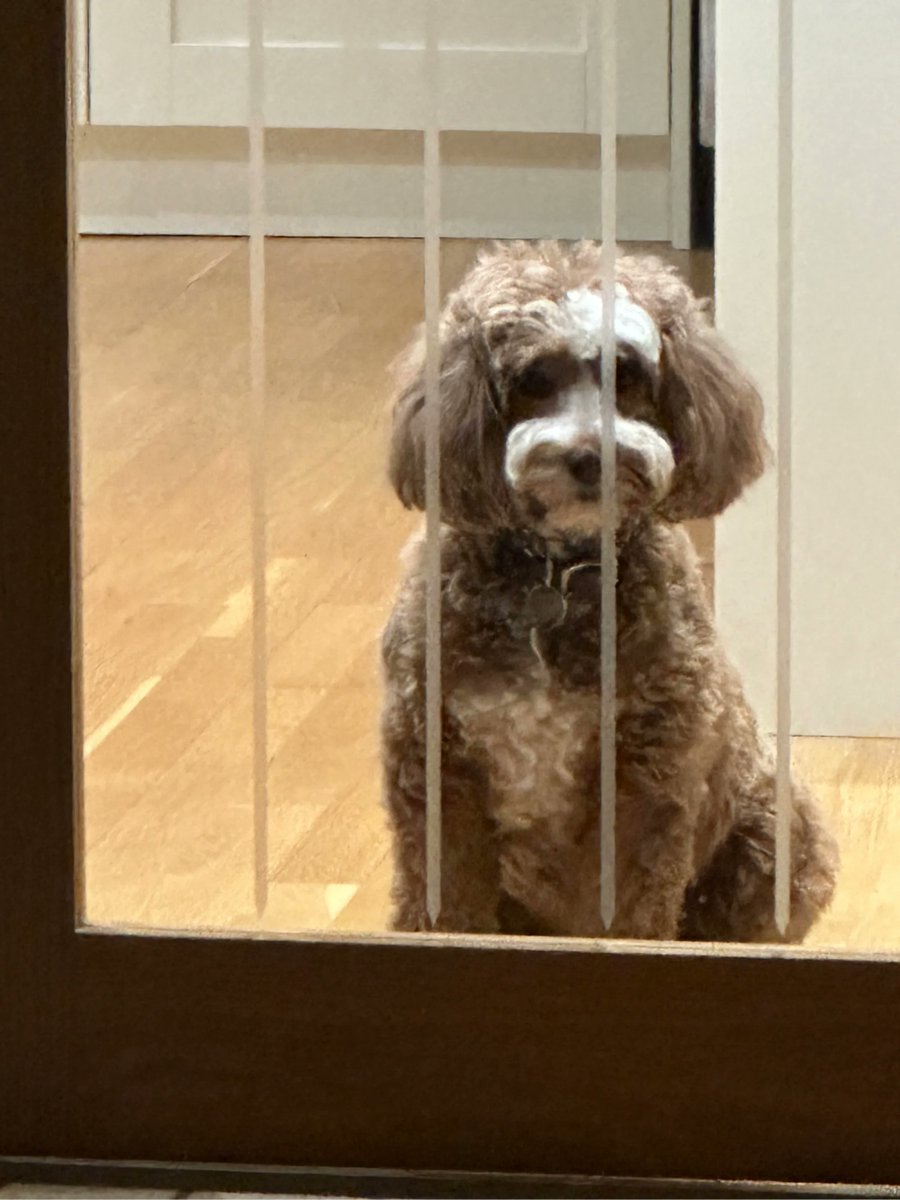 RedWPC's tweet photo. That look they give you when you leave really pulls at your heart strings! https://t.co/WjP70Dxt7e
