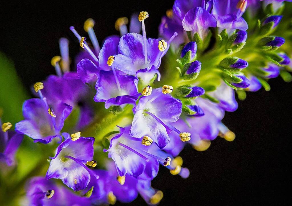 AnneVelosa's tweet photo. Love getting up close with a cluster of flowers.
.
.
.
#thankful 
#flowers  #flower #flowersofinstagram #flowerstagram #allkindsofflowers
 #flowerphotography #flowerphoto
#plants #plantphoto #allkindsofplants  #all_beauty_flowers 
#flowersandmacro #macroandflower #macroandfl… https://t.co/HAsBwbL8vj