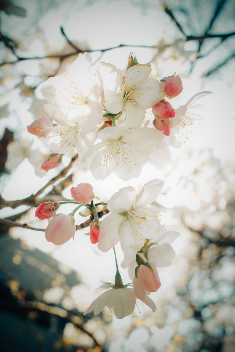 Legendary_Kazu's tweet photo. 伝えたい思いがあるのに、言葉に上手くできない

だから僕なりに、写真にこめて伝えていこうと思う

GRiii 桜🌸
#写真で伝える私の世界 https://t.co/DXACLC8ojI