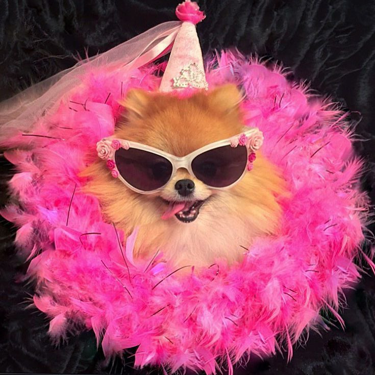 bromeranian's tweet photo. @ostolero IM READY TO PARTY (LIKE AN OLD PERSON, WHICH I AM) https://t.co/PMemhdmBRB