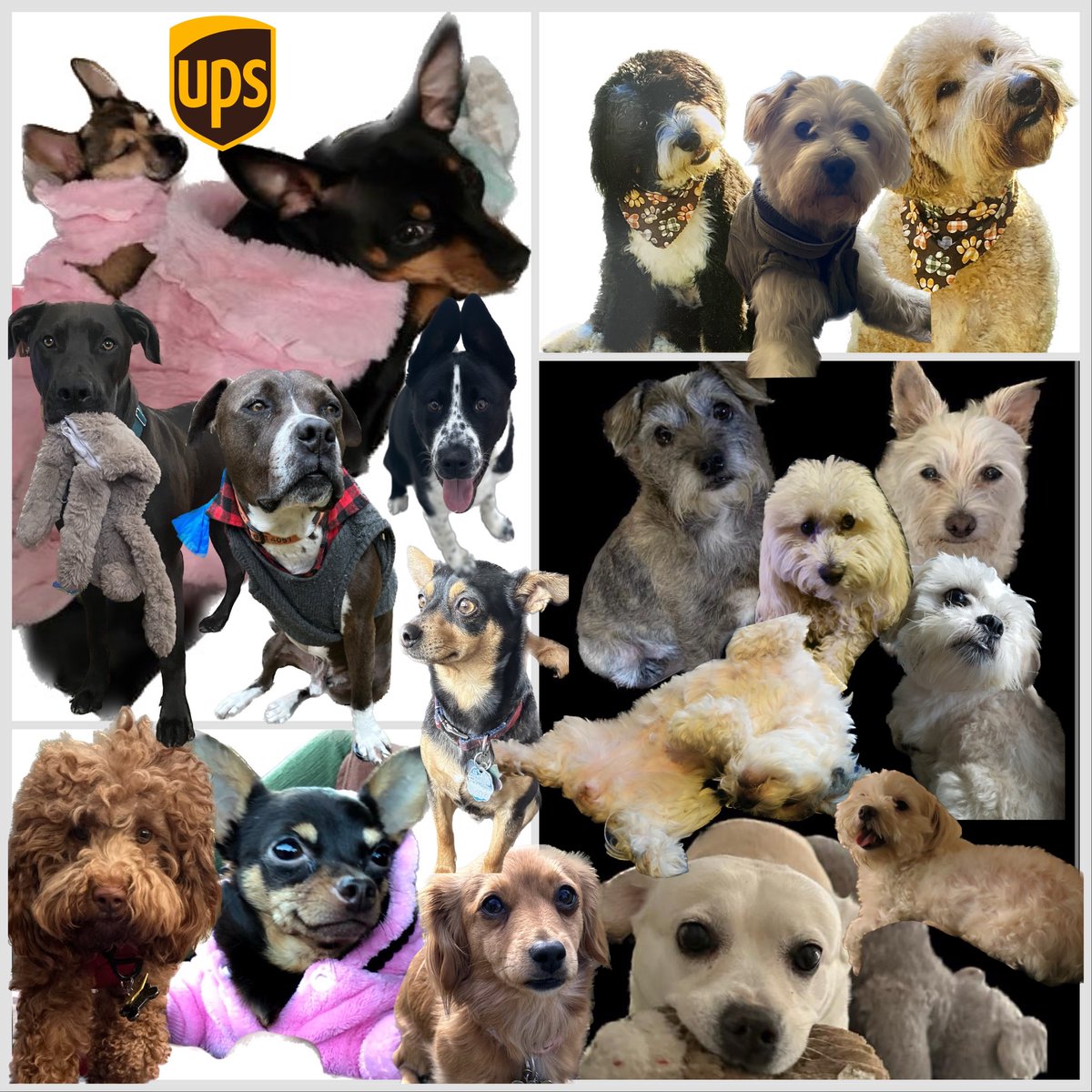 UPSWAHCAINTL's tweet photo. Happy #NationalPuppyDay from the puppies of #WAHCAInternational to all the #puppies of the world, big, small, old and young. #UPSers #UPSFamily #UPSdogs @CarolBTome @TimLeslieUPS https://t.co/41huEGBq2p