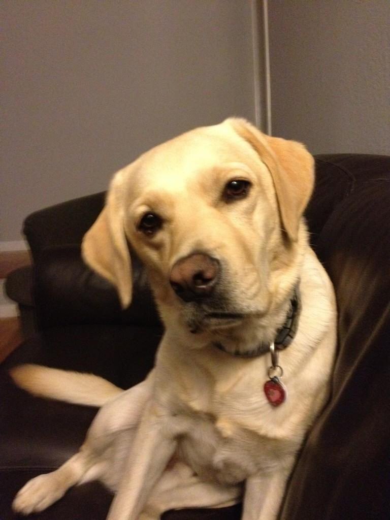 keno_'s tweet photo. @gothspiderbitch He always liked to come on the couch and give me looks, then play for 5 minutes, then snuggle on the couch. https://t.co/zI4lbyRMq4