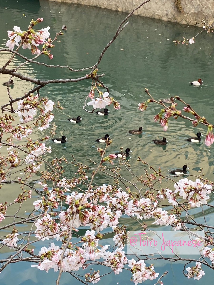 Toiro Japanese tweet media