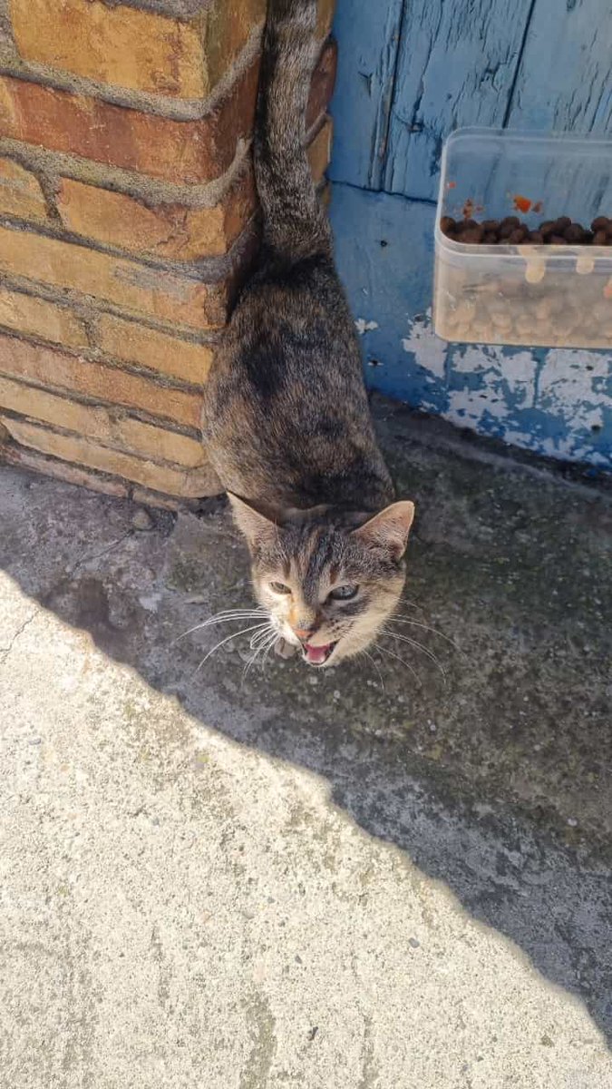 Solopar53137293's tweet photo. #URGENT #Termens #Lleida #acollida o #adopcio Aquesta gateta està al carrer. La tenia un senyor, però el van desnonar i l'ànimal al carrer fa un mes.
Persona de contacte; Susi ☎️698-215815 #XarxaBarcelonaAdopcions #XarxaCatalunyaAdopcions És una gateta molt sociable ☘️✨🙏♥️ https://t.co/2s7qNeUjdO