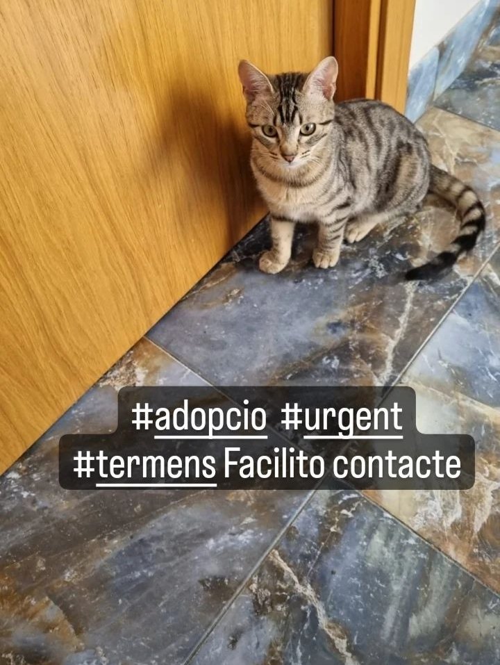 Solopar53137293's tweet photo. #URGENT #Termens #Lleida #acollida o #adopcio Aquesta gateta està al carrer. La tenia un senyor, però el van desnonar i l'ànimal al carrer fa un mes.
Persona de contacte; Susi ☎️698-215815 #XarxaBarcelonaAdopcions #XarxaCatalunyaAdopcions És una gateta molt sociable ☘️✨🙏♥️ https://t.co/2s7qNeUjdO