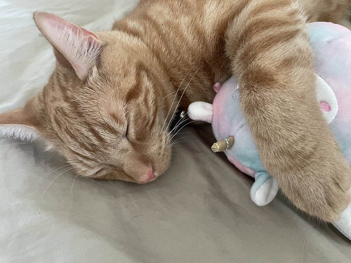 Just a #cat with a #snuggle #toy making Friday a whole lot sweeter