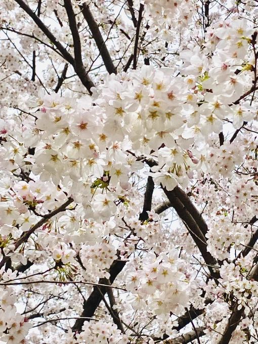 お花見してきた 