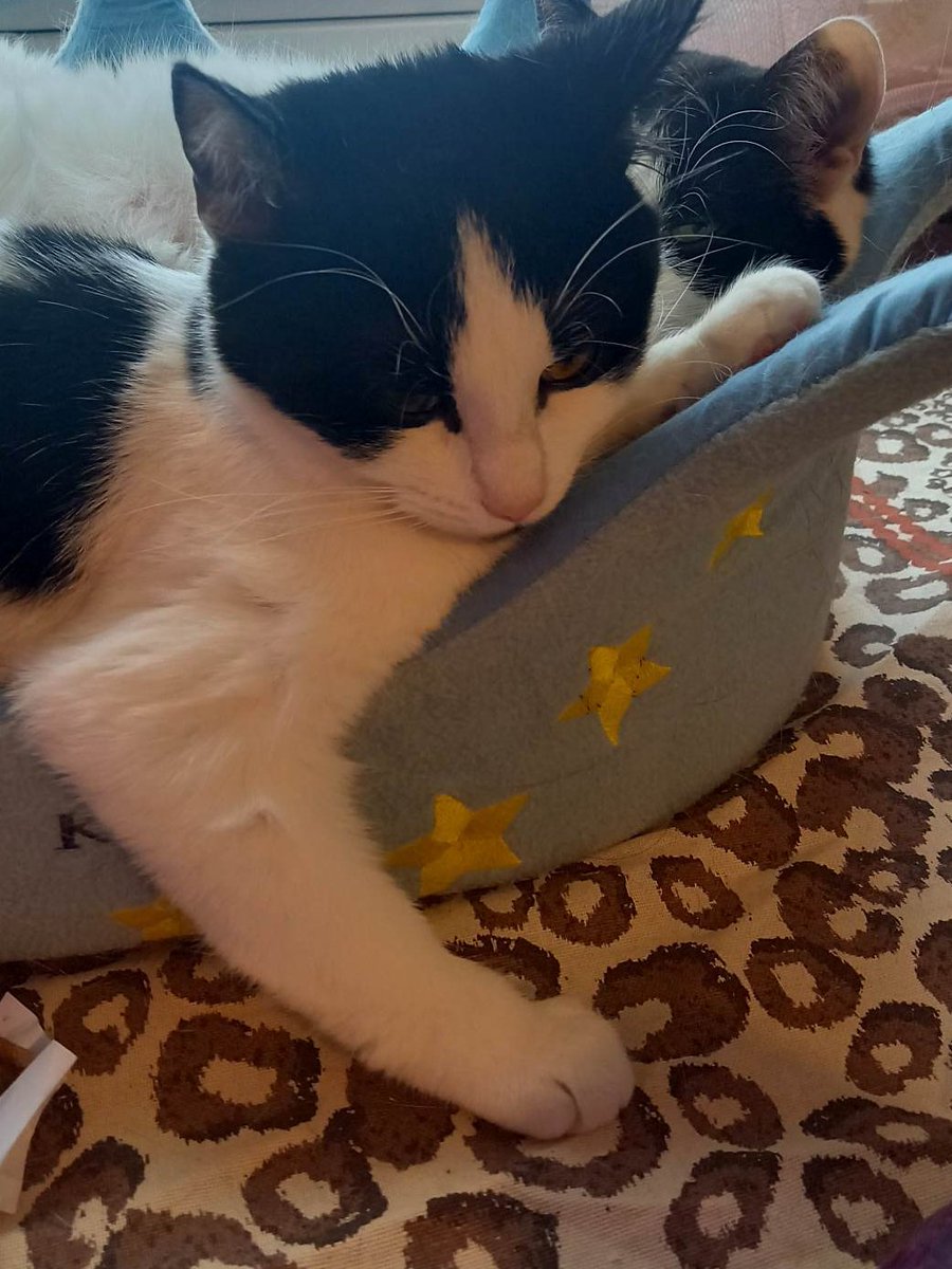 the CatGang 🇸🇪🌈Klumpen 🌈Ricco 🌹🌈🐈‍⬛🐕 tweet media