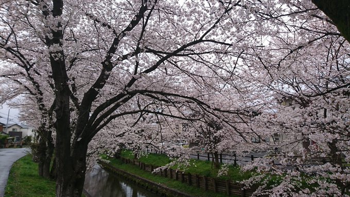 2023年3月 #月がきれい 聖地巡礼川越桜巡礼⑱まだ桜並木新河岸川に戻ってきて、小雨降る中まだ桜並木を歩いて満喫してま