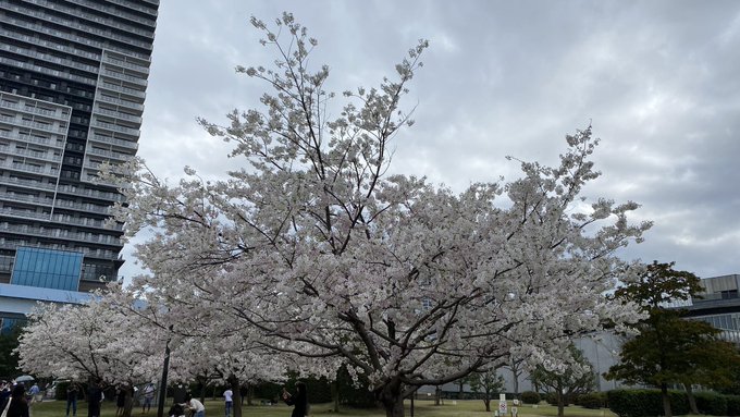 桜を撮るのは何年振りだろう。その昔、代々木公園まで行って秒速5センチメートルのモデルとなった桜を撮ってきたことはあるけど