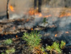 LaurentAlfonso's tweet photo. The Three “P’s” to consider when Wildfire landscaping 🌲🔥
🔸Plants
🔸Proximity
🔸Prune
#WFPRAF 🇪🇺
https://t.co/ZuOI3B0cgo https://t.co/m3usaw6QvO