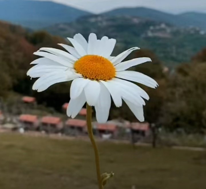 Sana seni seviyorum diyemem ama kalabalık bir ortamda ilk sana bakarım...