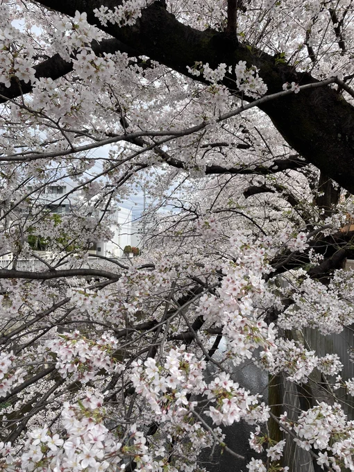 今日はお花見お散歩してる人が沢山。春ですねぇ。お天気が残念。 
