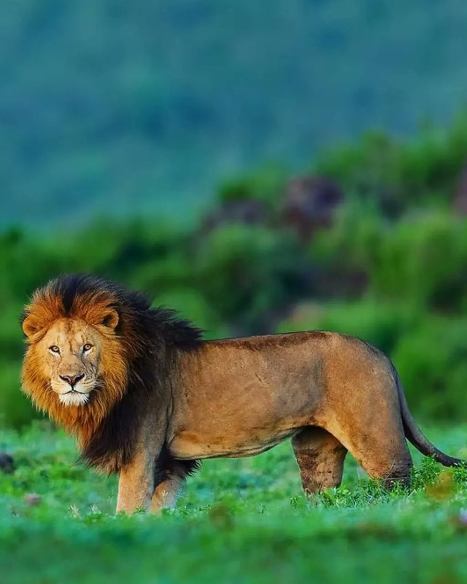 RiverstoneSafa1's tweet photo. Ngorongoro Conservation Area is one of the few places in the world where humans and wildlife coexist in relative harmony, making it a unique and important example of sustainable tourism and conservation. https://t.co/SZdyDb3qS0
