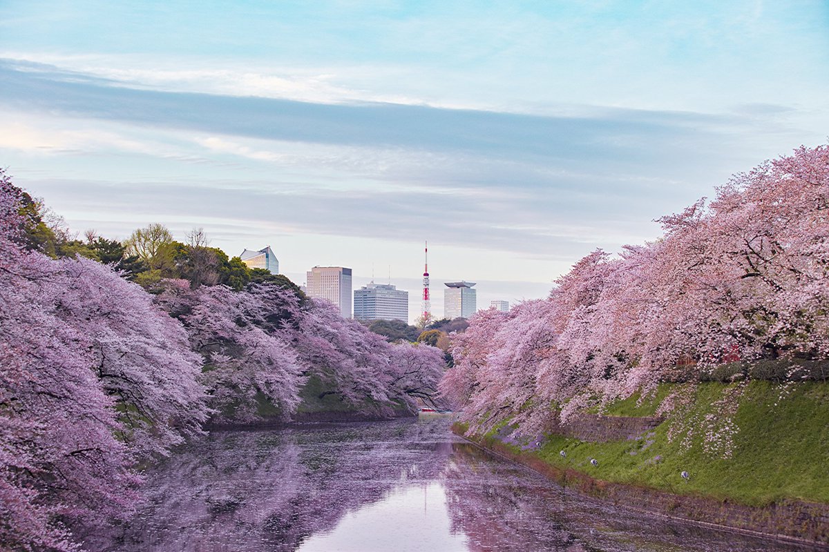 E infine eccoli. Indisciplinati nel calendario, i ciliegi sono uno spettacolo anche quest'anno. A Tōkyō oggi è in moltissime parti 満開, mankai, ovvero "piena fioritura". È tutto così bello che viene una gran voglia di stare in silenzio.