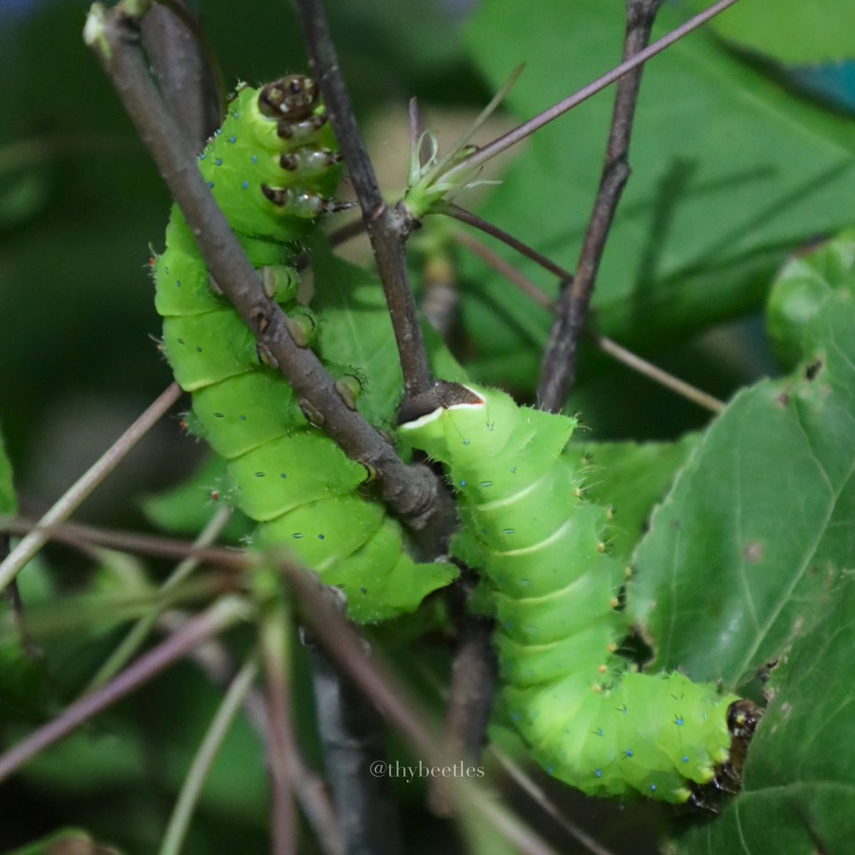 THYbeetles's tweet photo. Actias selene ningpoana
長尾水青蛾 https://t.co/8ClUNo5suQ